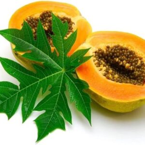 Papaya – Carica Papaya