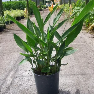 Parrot heliconia Water Plant – Heliconia psittacorum