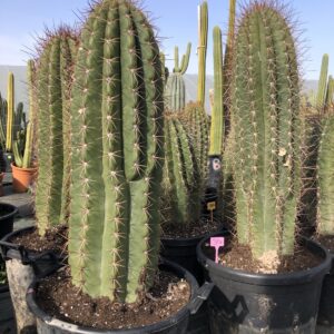 Pasacana Tree Cactus – Trichocereus Pasacana