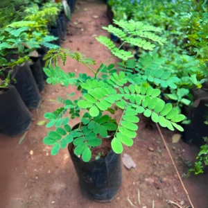 Peacock Flower – caesalpinia pulcherrima