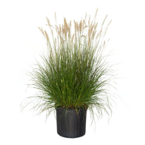 Pennisetum Grass – Pennisetum Setaceum