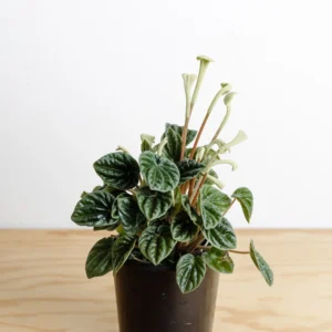 Peperomia Cape Lilian