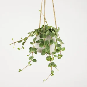 Peperomia Hope Hanging