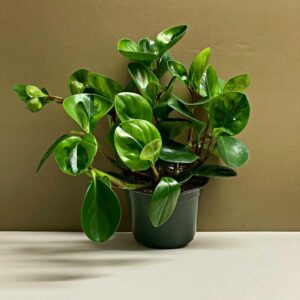 Peperomia Obtusifolia