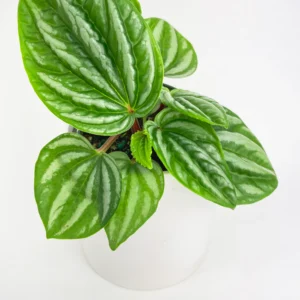 Peperomia Species. –  Tingdal ‘equador’