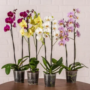 Phalaenopsis  – Orchid double Stem