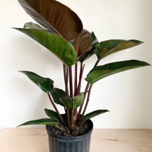 Philodendron Congo Rojo