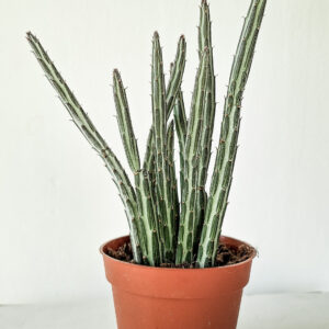 Pickle Plant – Senecio stapeliiformis