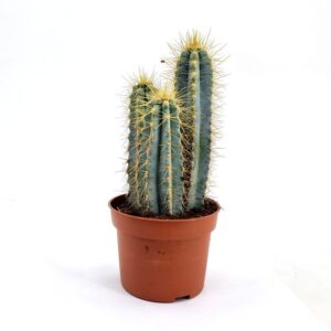 Pilocerus Cactus