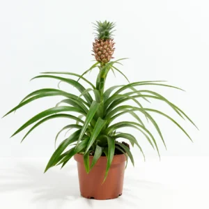 Pineapple – Ananas Comosus