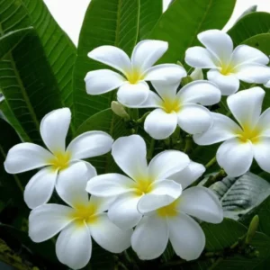 Plumeria White Plant Seeds – Plumeria Obtusa