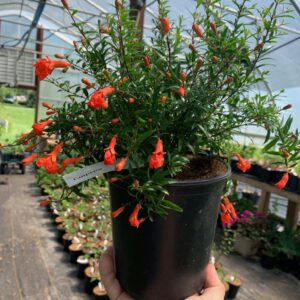 Pomegranate – Punica Granatum