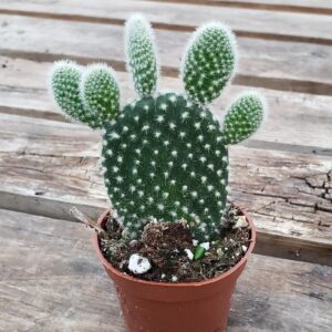 Potted Mini Bunny – bunny eared