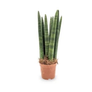 Potted Mini Cylindrica – Sansevieria