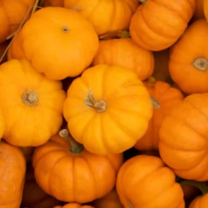 Pumpkin Sunshine F1 Hybrid Seeds