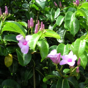 Purple Rubber Vine – Cryptostegia madagascariensis