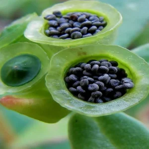 Purslane Seeds