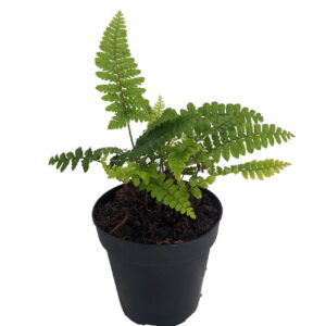 Rock Fern  – Polystichum tsussimense