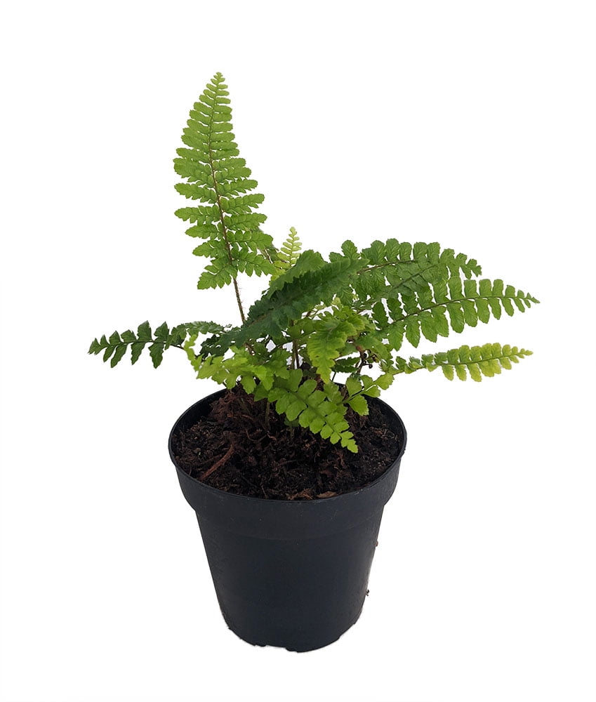 Rock Fern - Polystichum tsussimense - Plant Street