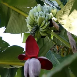 Red Banana Seeds