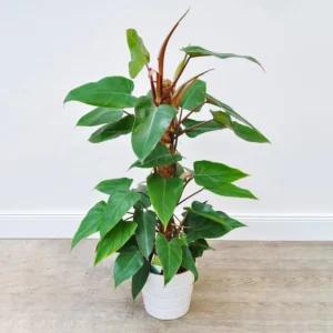 Red Emerald Philodendron – Philodendron Erubescens