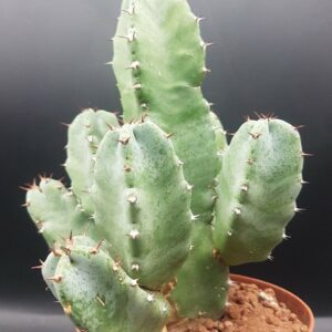 Resinifera Cactus