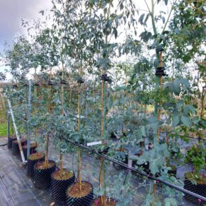 River Red Gum – eucalyptus rostrata