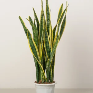 SNAKE PLANT  – Sansiveian Laurentii