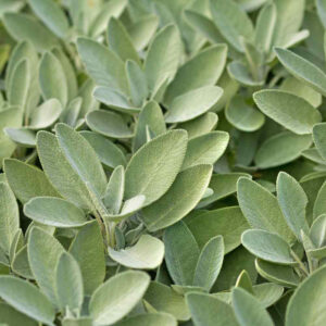 Sage Seeds