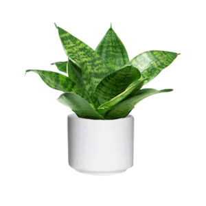 Potted Mini Sansi – Sansevieria
