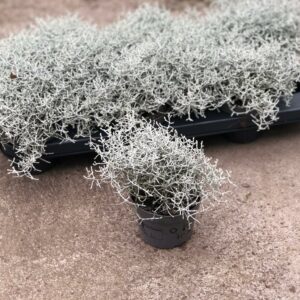 Silver Cushion – Calocephalus Brownii