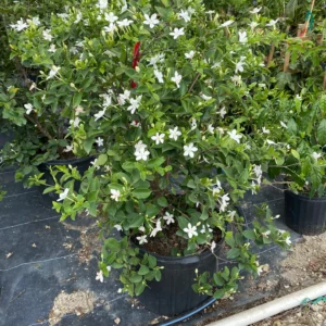 Snowflake – Wrightia Antidysenterica Milky Way