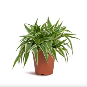 Spider Plant Lemon – Chlorophytum Comosum