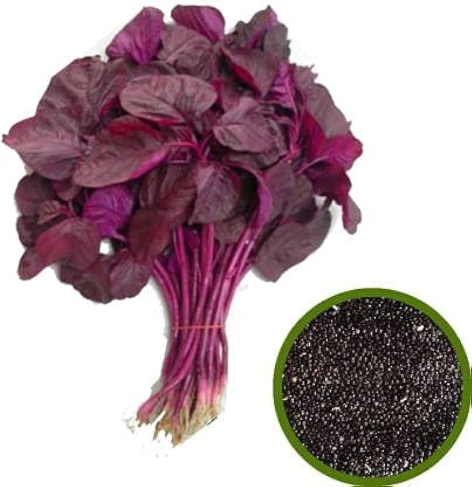 thumbnail image 2 of Red Spike, Amaranthus Seeds | Urban Farmer 2 of 11