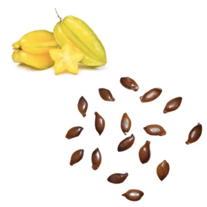 Star Fruit Seeds