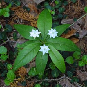 Starflower – Trientalis Borealis