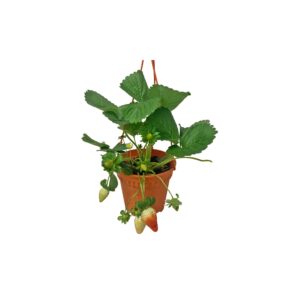 Strawberry – Fragaria Ananassa