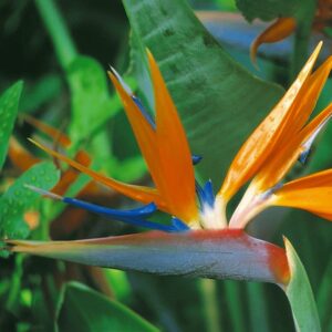 Strelitzia Plant Seeds