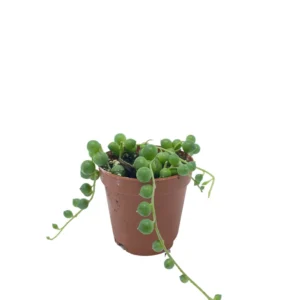 String of Pearls mini – Senecio Rowleyanus