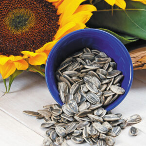Sunflower Seeds