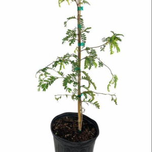 Tamarind Tree – Tamarindus Indica