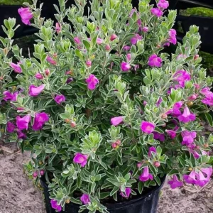 Texas Ranger – Leucophyllum Frutescens