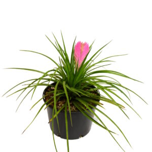 Tillandsia Cyanea Pink Quill