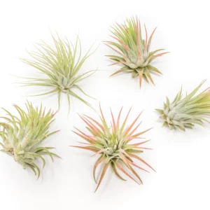 Tillandsia Ionantha Rubra