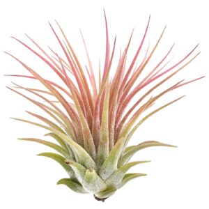 Tillandsia Ionantha red clumb