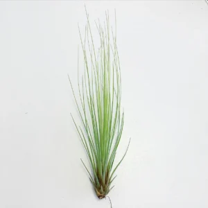 Tillandsia Juncifolia