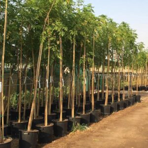 Tree Jasmine – Millingtonia Hortensis