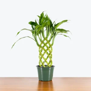 Trellis Lucky Bamboo – Dracaena Brauni