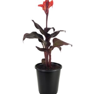 Tropicanna Black Canna Water Plant – Canna generalis tropicana