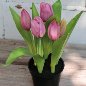 Tulip
